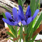 luz azul Flor Baboon Flower, Baboon Root (Babiana) Plantas de Casa foto