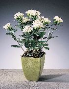 balts Zieds Jasmīns Augs, Koši Trumpetilla (Bouvardia)  foto