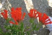 红 茉莉花植物，猩红热Trumpetilla (Bouvardia) 室内植物 照片
