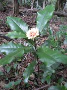 Eupomatia Virág fehér