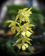žlutý Květina Calanthe  Pokojové rostliny fotografie