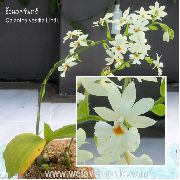 Calanthe λουλούδι λευκό