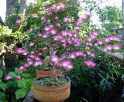 紫丁香 花 红色粉扑 (Calliandra) 室内植物 照片