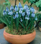 ljusblå Blomma Druva Hyacint (Muscari) Krukväxter foto