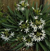 alb Floare Narcisă Mare, Crin Mare, Nisip Crin (Pancratium) Oală Planta fotografie
