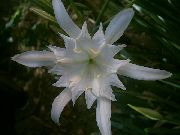 бял Цвете Морски Нарцис, Море Лилия, Пясъчна Лилия (Pancratium) Стайни растения снимка