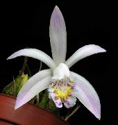 Indian Crocus Flower white