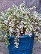 luz azul Flor Rosemary (Rosmarinus) Plantas de Casa foto