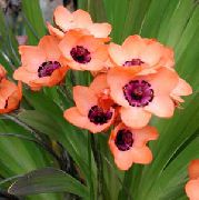 Sparaxis çiçek pembe