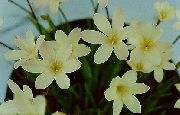 Sparaxis Blomst hvit