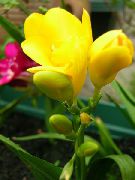 żółty Kwiat Sparaxis  Rośliny domowe zdjęcie
