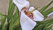 alb Floare Tigridia, Mexican Coajă De Flori  Oală Planta fotografie