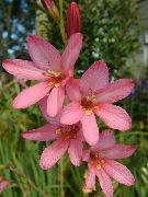 Tritonia 花 粉红色