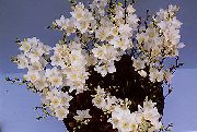 Tritonia ყვავილების თეთრი