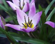 იასამნისფერი ყვავილების Tulip (Tulipa) სახლი მცენარეთა ფოტო