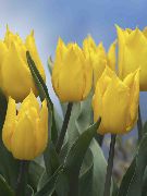жут Цвет Лала (Tulipa) Кућа Биљке фотографија