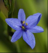 λευκό λουλούδι Μπλε Κρίνο Καλαμπόκι (Aristea ecklonii) φυτά εσωτερικού χώρου φωτογραφία