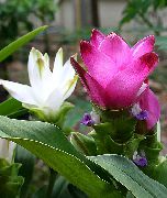 Curcuma Fleur rose