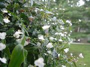 branco Flor Tahitian Bridal Veil (Gibasis) Plantas de Casa foto