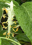 бял Цвете Танци Дама (Globba) Стайни растения снимка