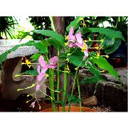 ροζ λουλούδι Χορό Κυρία (Globba) φυτά εσωτερικού χώρου φωτογραφία