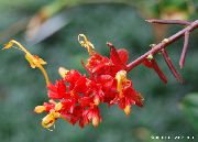 червоний Квітка Глобба (Globba) Кімнатні рослини фото