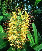 Hedychium, პეპელა Ginger ყვავილების ყვითელი
