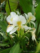 blanco Flor Hedychium, Jengibre Mariposa  Plantas de interior foto