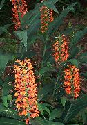 Hedychium, პეპელა Ginger ყვავილების წითელი