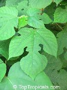 branco Flor Paper Mulberry (Broussonetia papyrifera) Plantas de Casa foto