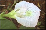 Pillangó Borsó Virág fehér