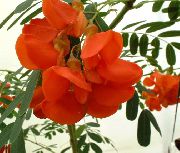 raudonas žiedas Raudona Barškutis (Sesbania) Kambariniai augalai nuotrauka