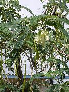 hvit Blomst Red Rattlebox (Sesbania) Potteplanter bilde