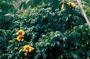 galben Floare Copac Lalea African (Spathodea) Oală Planta fotografie