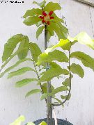 crvena Cvijet Calabao (Uvaria) Biljka u Saksiji foto