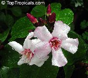 Strophanthus ყვავილების ვარდისფერი