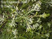 baltas žiedas Grevillea (Grevillea sp.) Kambariniai augalai nuotrauka