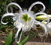 branco Flor Spider Lily, Ismene, Sea Daffodil (Hymenocallis-festalis) Plantas de Casa foto
