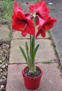 Amaryllis ყვავილების წითელი