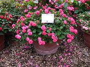 rosa Flor Patience Plant, Balsam, Jewel Weed, Busy Lizzie (Impatiens) Plantas de Casa foto