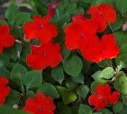 κόκκινος λουλούδι Φυτό Υπομονή, Βάλσαμο, Κόσμημα Ζιζανίων, Απασχολημένος Lizzie (Impatiens) φυτά εσωτερικού χώρου φωτογραφία