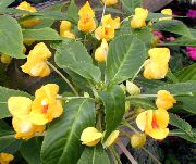 galben Floare Plantă Răbdare, Balsam, Bijuterie Buruienilor, Ocupat Lizzie (Impatiens)  fotografie