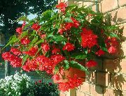 წითელი ყვავილების ბეგონია (Begonia) სახლი მცენარეთა ფოტო