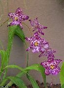 Vuylstekeara-Cambria Blomst lilla