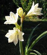 λευκό λουλούδι Vallota (Vallota (Cyrtanthus)) φυτά εσωτερικού χώρου φωτογραφία