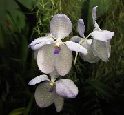 Vanda λουλούδι λευκό