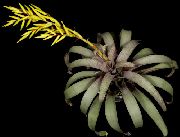 žuti Cvijet Vriesea  Biljka u Saksiji foto