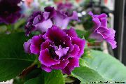 Sinningia (Gloxinia) Lill purpurne