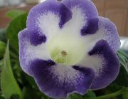 Sinningia (Gloxinia) Blomst lyseblå