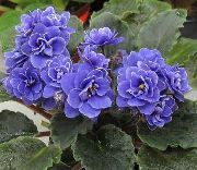 African Violet ყვავილების მუქი ლურჯი